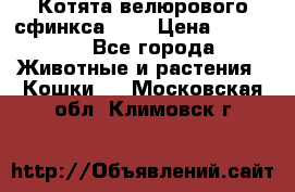 Котята велюрового сфинкса. .. › Цена ­ 15 000 - Все города Животные и растения » Кошки   . Московская обл.,Климовск г.